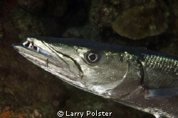 Cleaning station, lip and eye, D300 w/ 60mm lens, cropped... by Larry Polster 